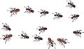 Abstract cartoon ants